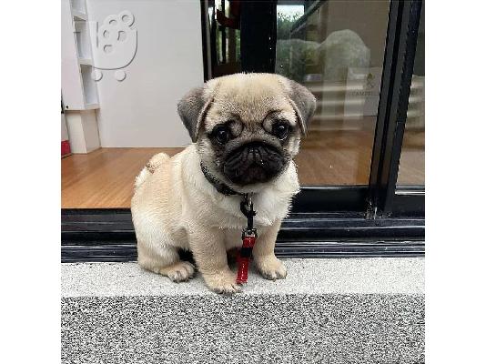 Η Stkc κατέγραψε τα μωρά Pug